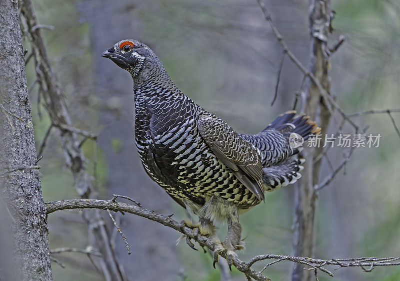 云杉松鸡或加拿大松鸡(Falcipennis canadensis)是一种中型松鸡，与北美针叶林或针叶林密切相关。它是最适合树栖的松鸡之一，非常适合栖息和移动